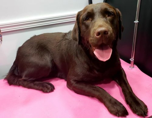 Rosie the Lab.jpg